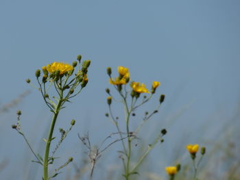 Close-up of yellow flowers blooming on field against clear sky