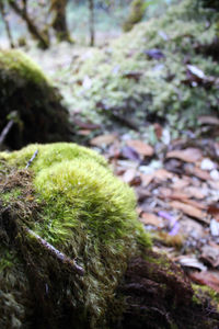 Close-up of moss on tree trunk