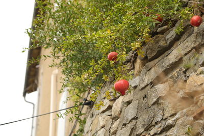 Close-up of cherries growing on tree