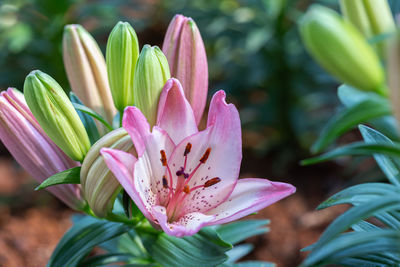 Close-up of pink flower