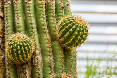 Close-up of cactus plant