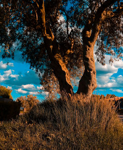 Trees on field against sky