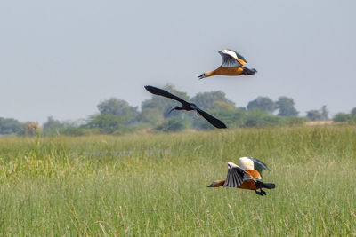 Bird flying over field against sky