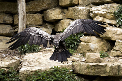 Close-up of eagle flying against stone wall