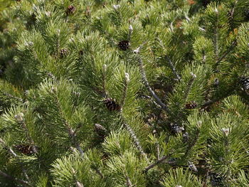 Close-up of pine tree