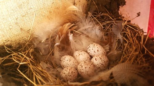 High angle view of nest in basket