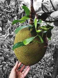 Cropped image of person holding tree trunk