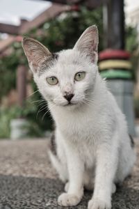 Close-up portrait of white cat