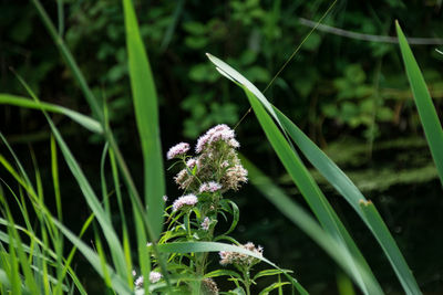 Close-up of plant growing outdoors