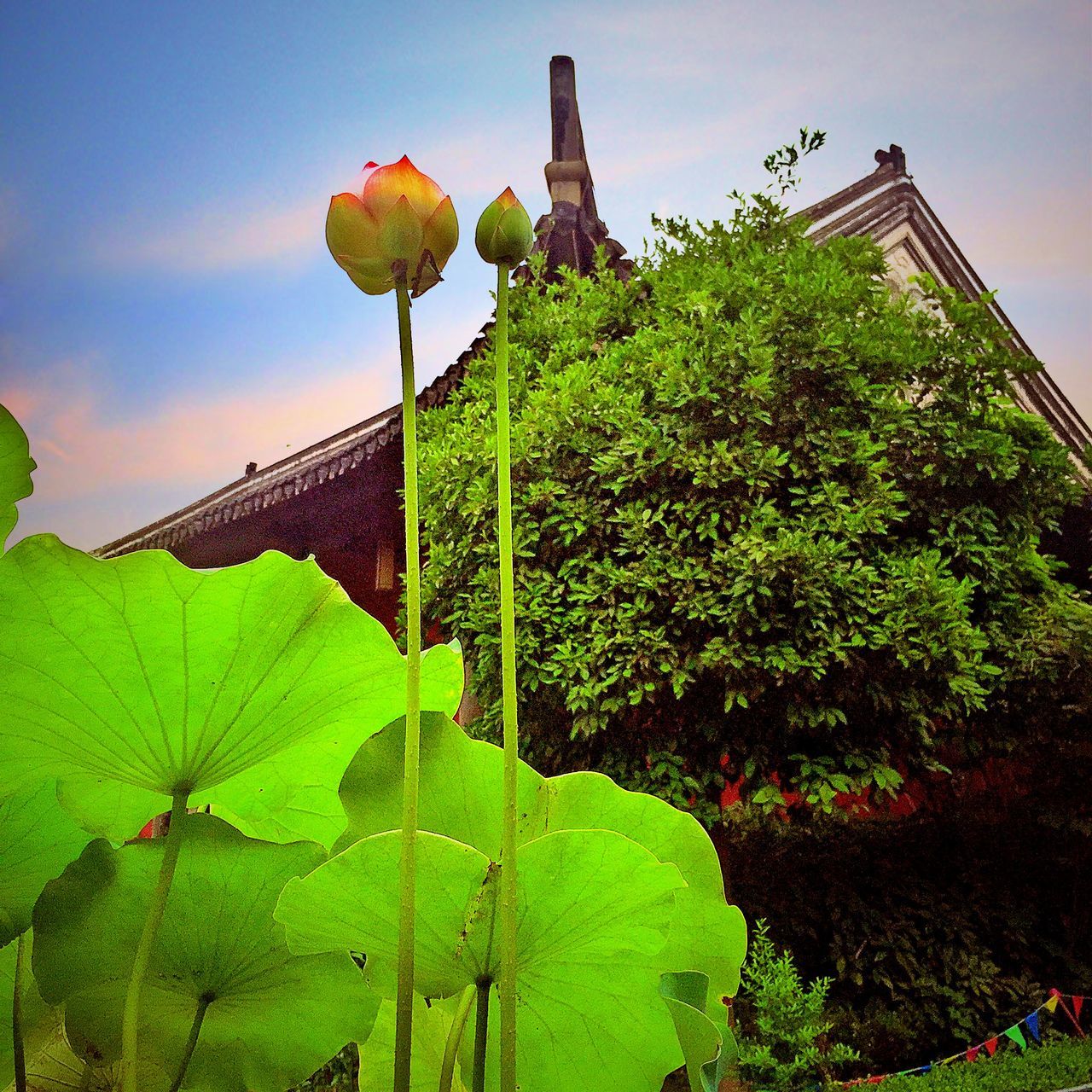 green color, sky, low angle view, growth, nature, leaf, tree, plant, field, grass, built structure, cloud, beauty in nature, day, outdoors, no people, tranquility, cloud - sky, green, sunlight