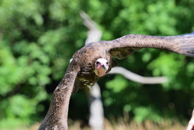 African hooded vulture in flight