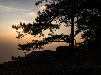 Silhouette tree on rock against sky during sunset