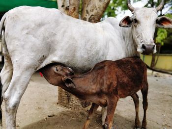 Cow feeding calf in a field