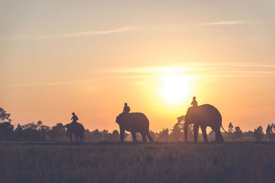 Silhouette people riding horses on street against sky during sunset