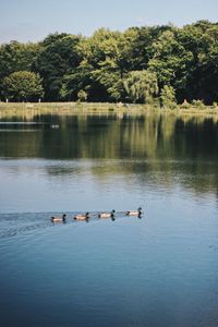 Ducks swimming on lake against trees