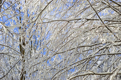 Low angle view of frozen tree against sky during winter