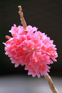 Close-up of pink flower against black background