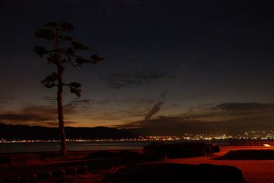 Silhouette trees on beach against sky at night