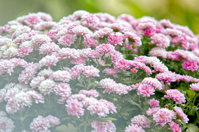 Close-up of pink flowering plants