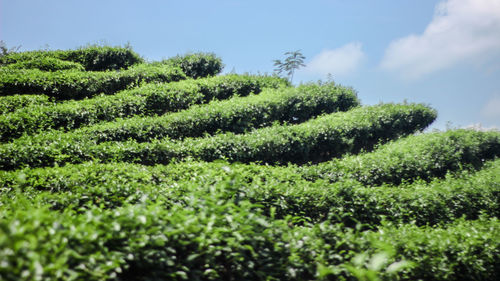 Plants growing on land against sky