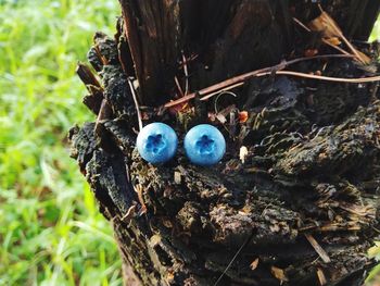 Close-up of tree stump