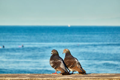 Bird perching on a sea