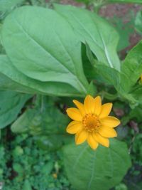 Close-up of yellow flower