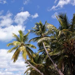 Low angle view of palm tree against sky