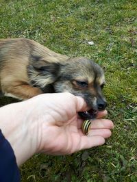 Man holding puppy in grass