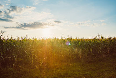 Plants growing on field against sky