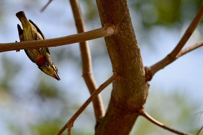 Low angle view of bird perching on branch