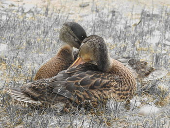 2 ducks in nest