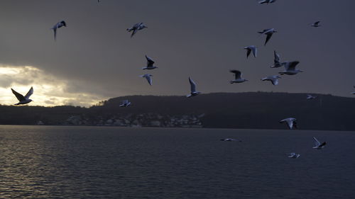 Birds flying over white background