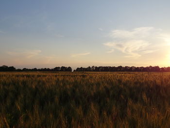 Scenic view of wheat field against sky