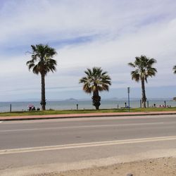 Palm trees on road against sky