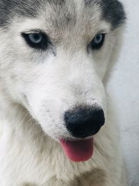 Close-up portrait of dog