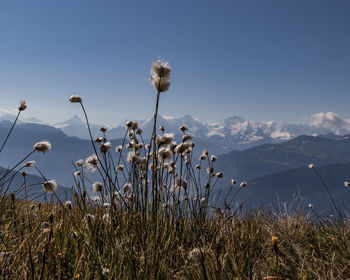 Plants growing on land against sky