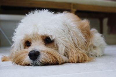 Close-up of a dog lying down on floor