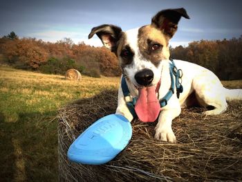 Dog standing on grassy field