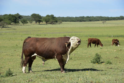 Cows grazing on field