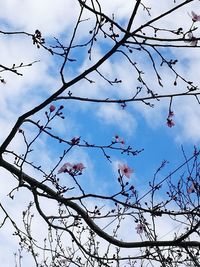 Low angle view of flowers on tree against sky