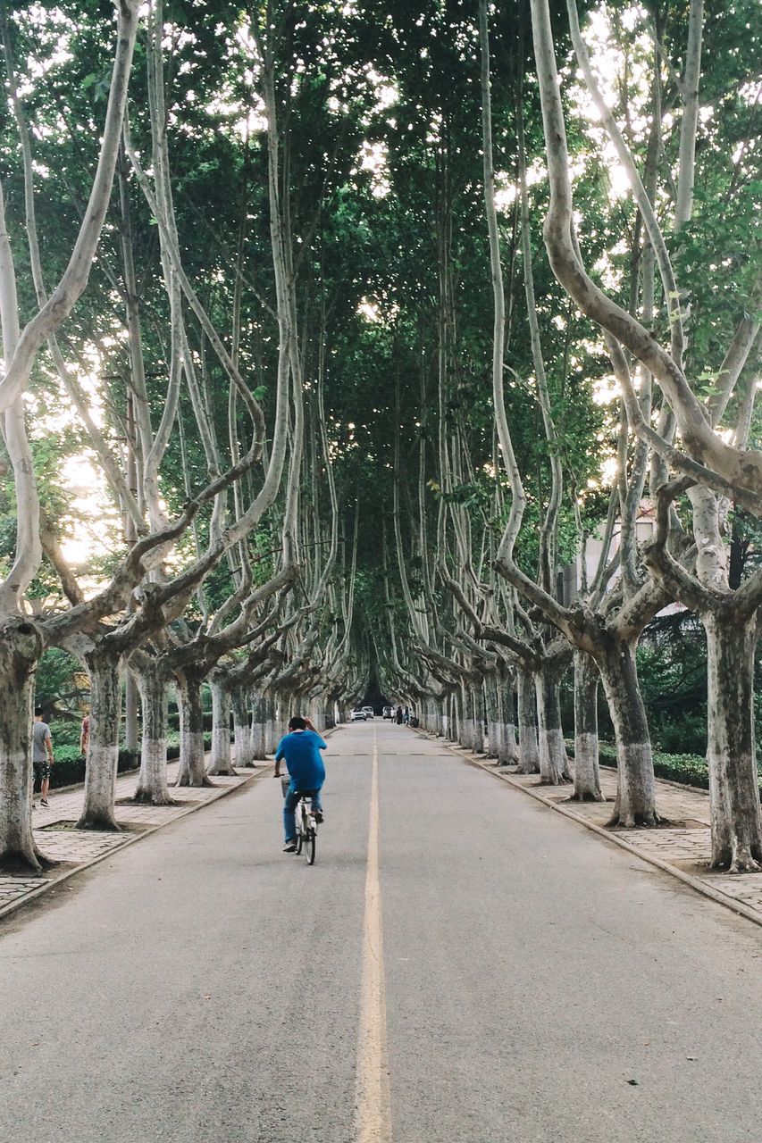 the way forward, tree, rear view, full length, walking, lifestyles, diminishing perspective, leisure activity, men, vanishing point, footpath, growth, person, transportation, road, pathway, casual clothing, treelined