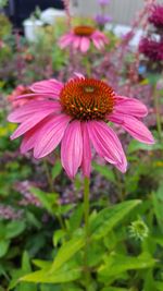 Close-up of gerbera daisy blooming outdoors