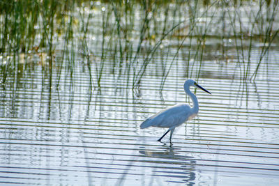 Bird perching on lake