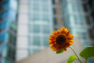 Close-up of sunflower against modern building
