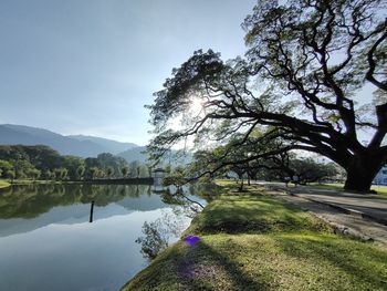 Trees by lake against sky