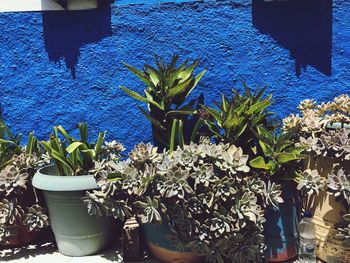 Potted plants