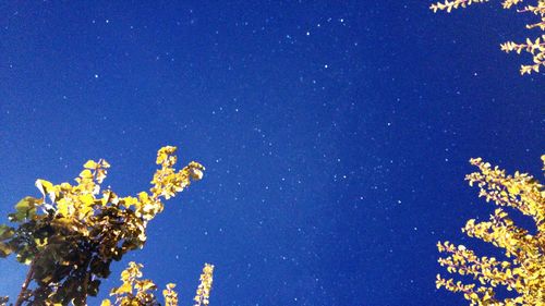 Low angle view of trees against blue sky