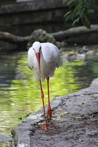 Birds in lake