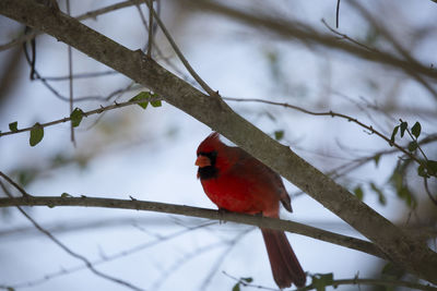 Bird perching on a branch